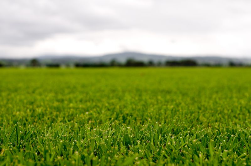 Lush Commercial Lawns