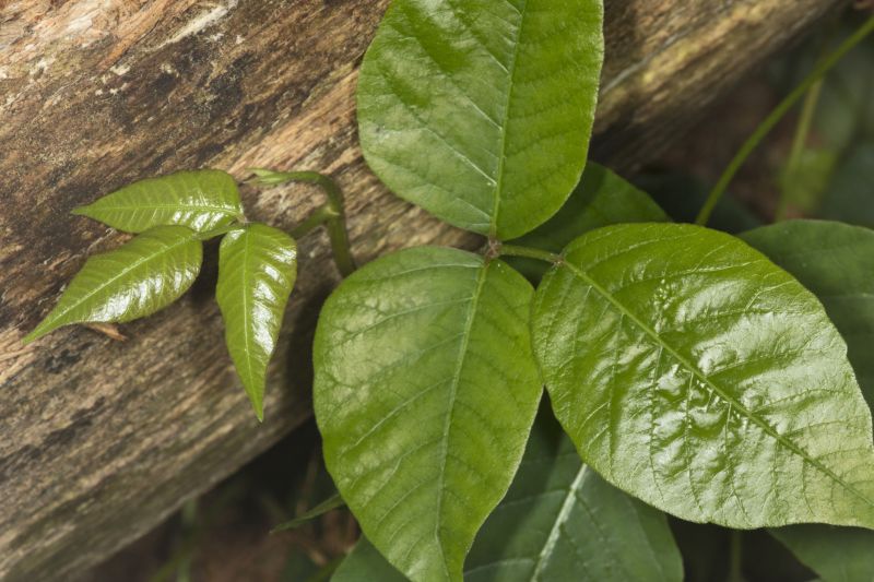 Poison Ivy Removal in West Chester, PA